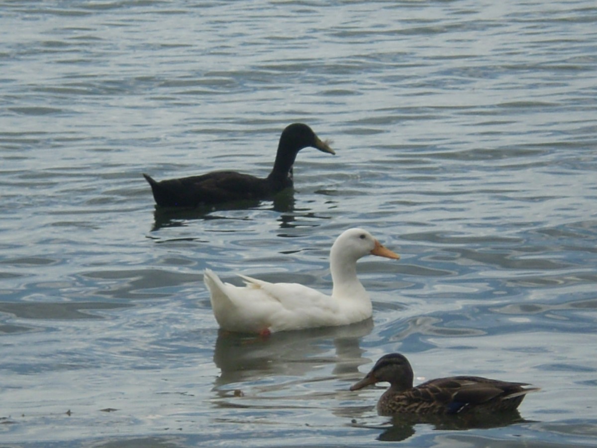 stokkand (domestisert) - ML645722781