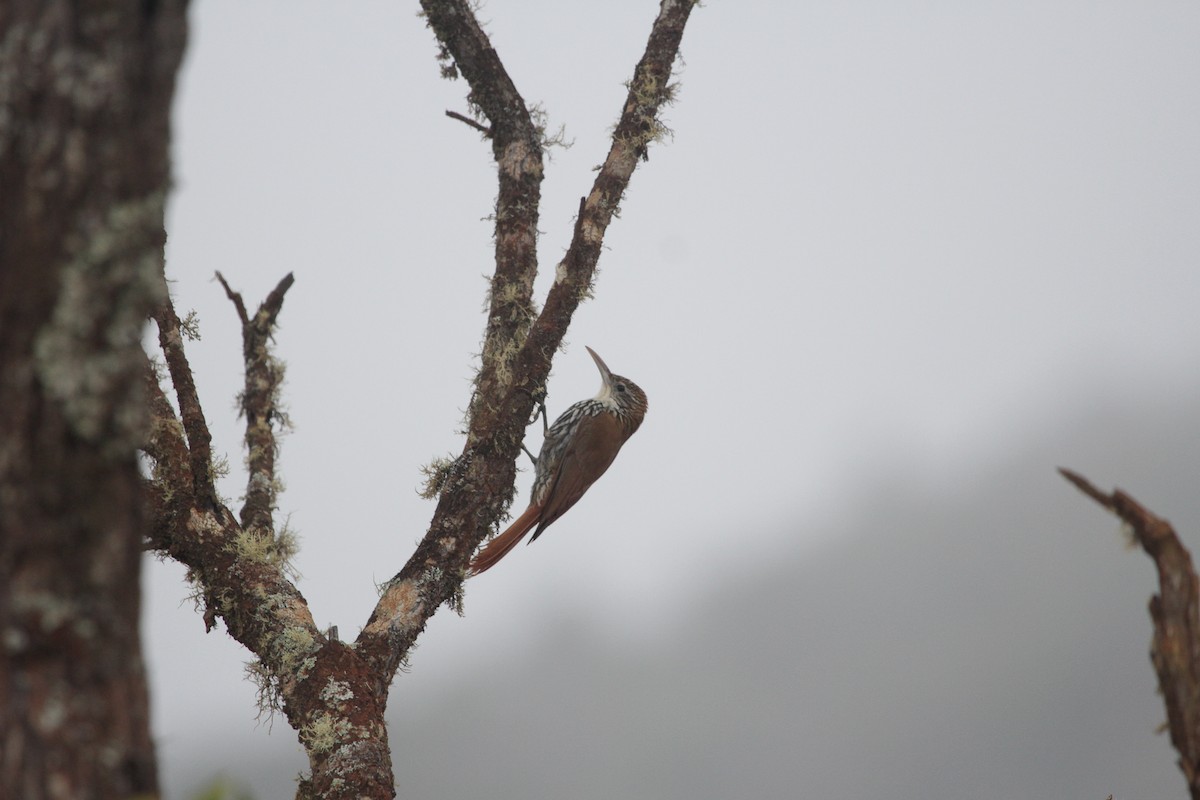 skjelltreløper - ML645722782