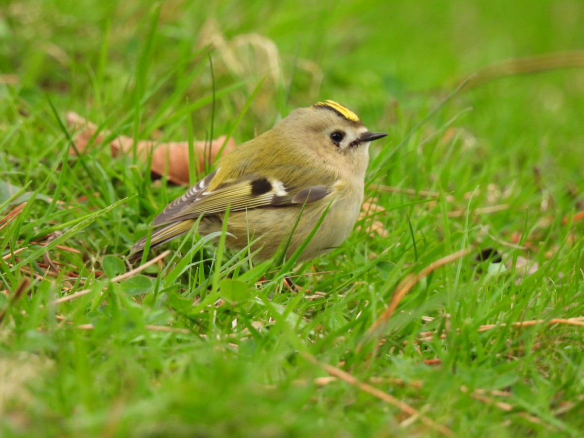 fuglekonge - ML645722787