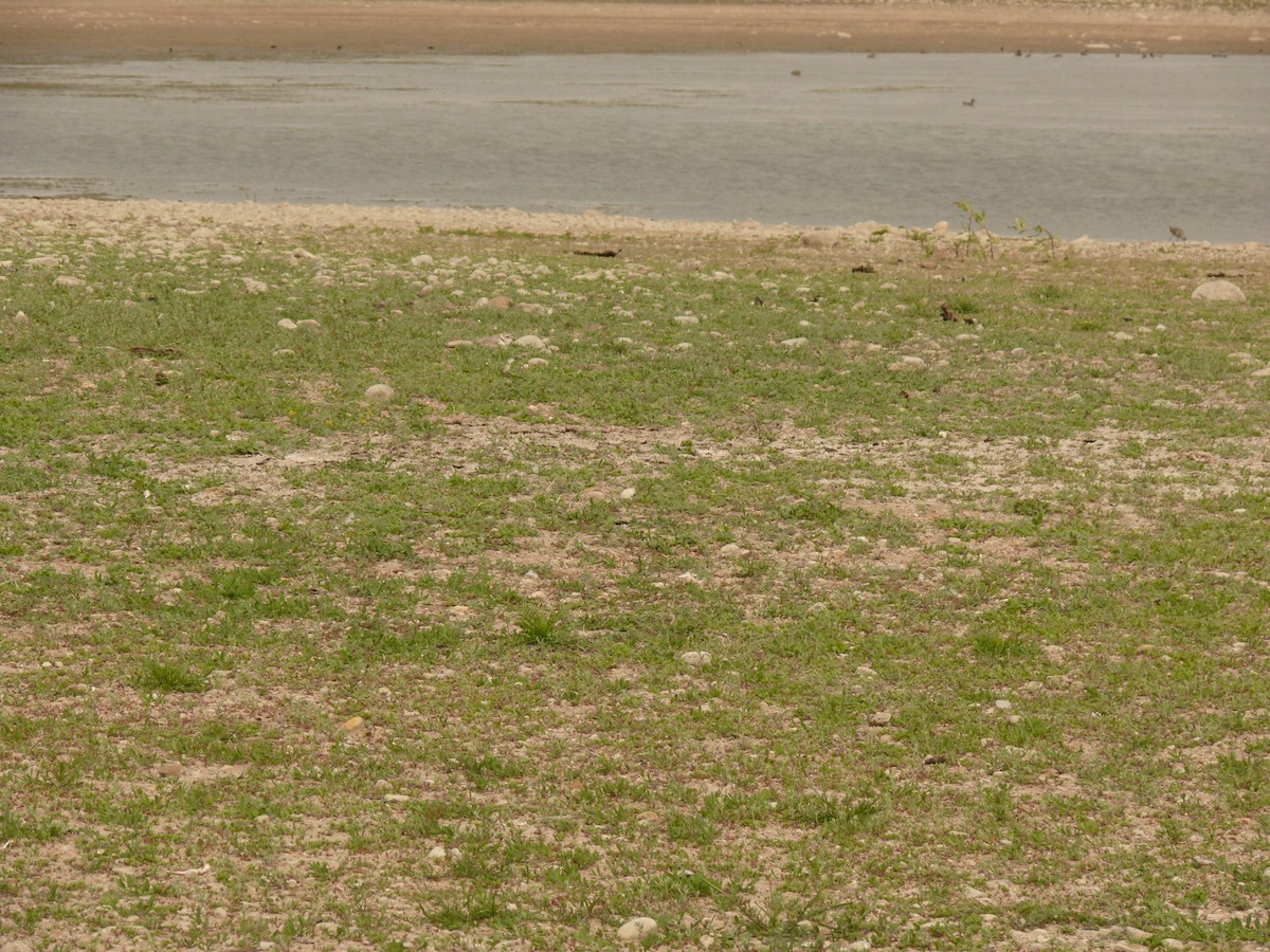 pipelo - ML645722791