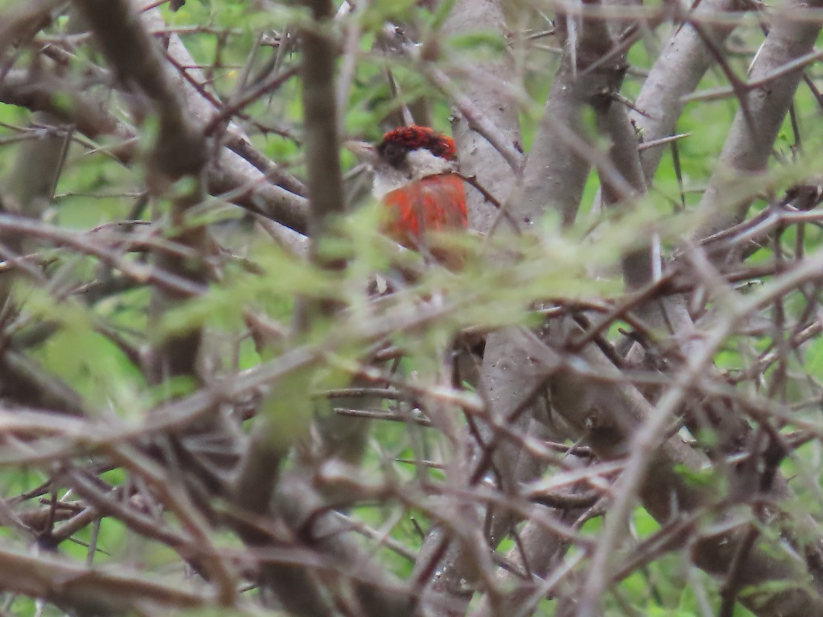 skarlagenspett - ML645722793