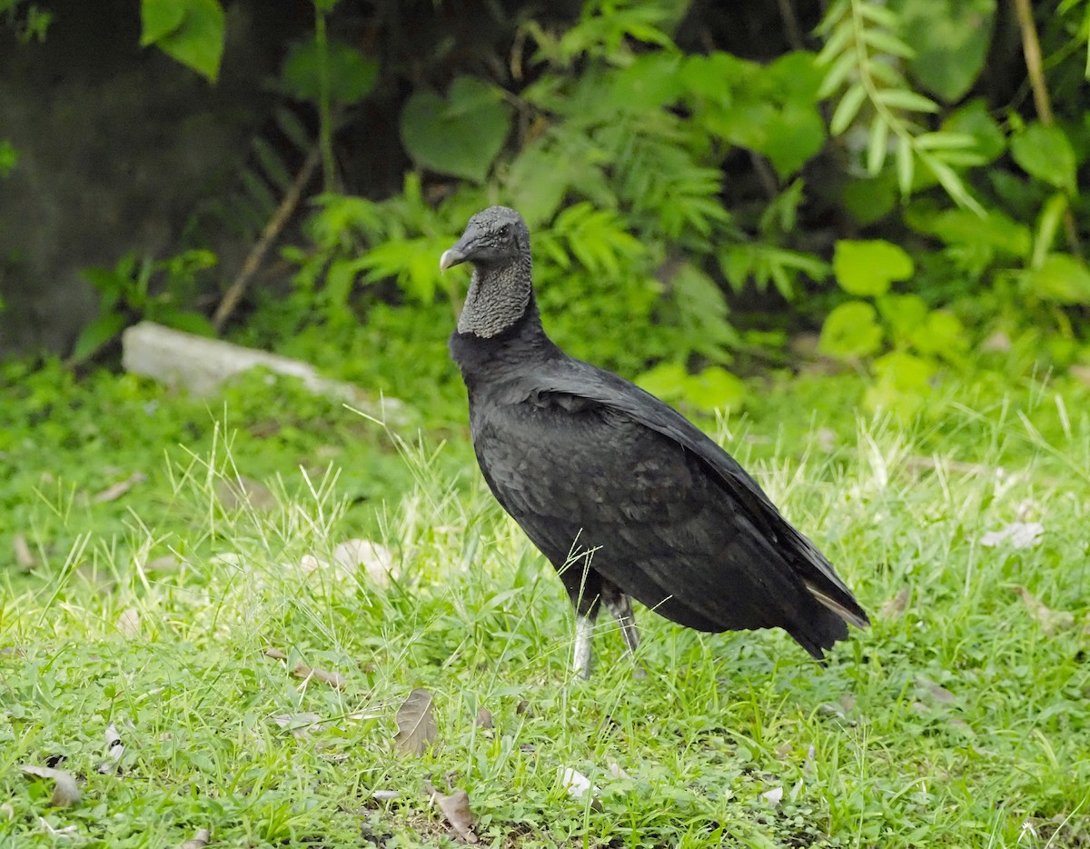 svartkondor - ML645722795