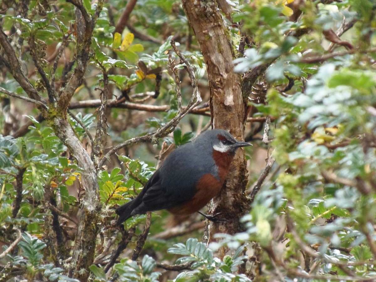 kjempekjeglenebb - ML645722796