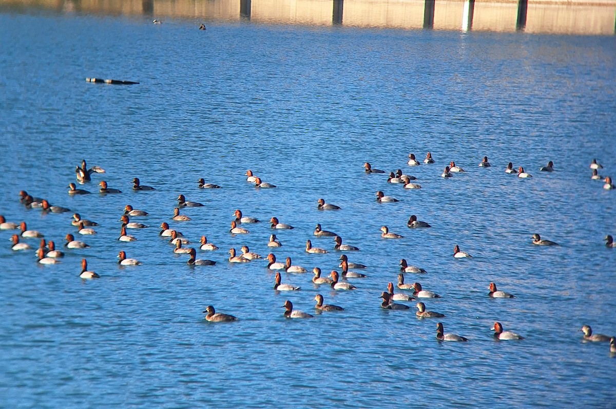 kobberhodeand - ML645722799