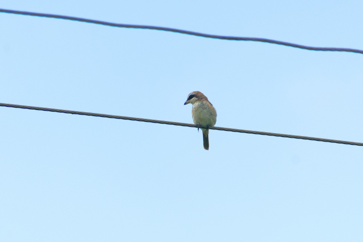 brunvarsler - ML645722800