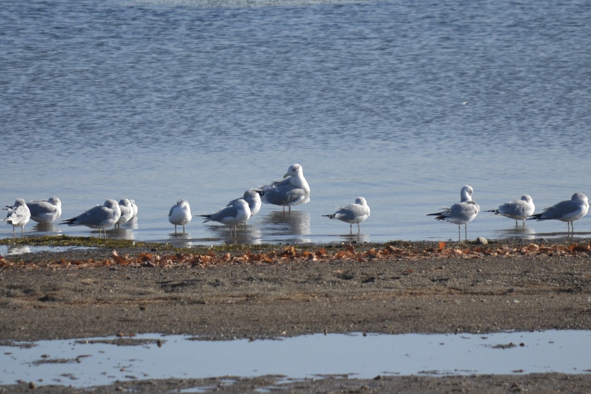 amerikagråmåke - ML645722801