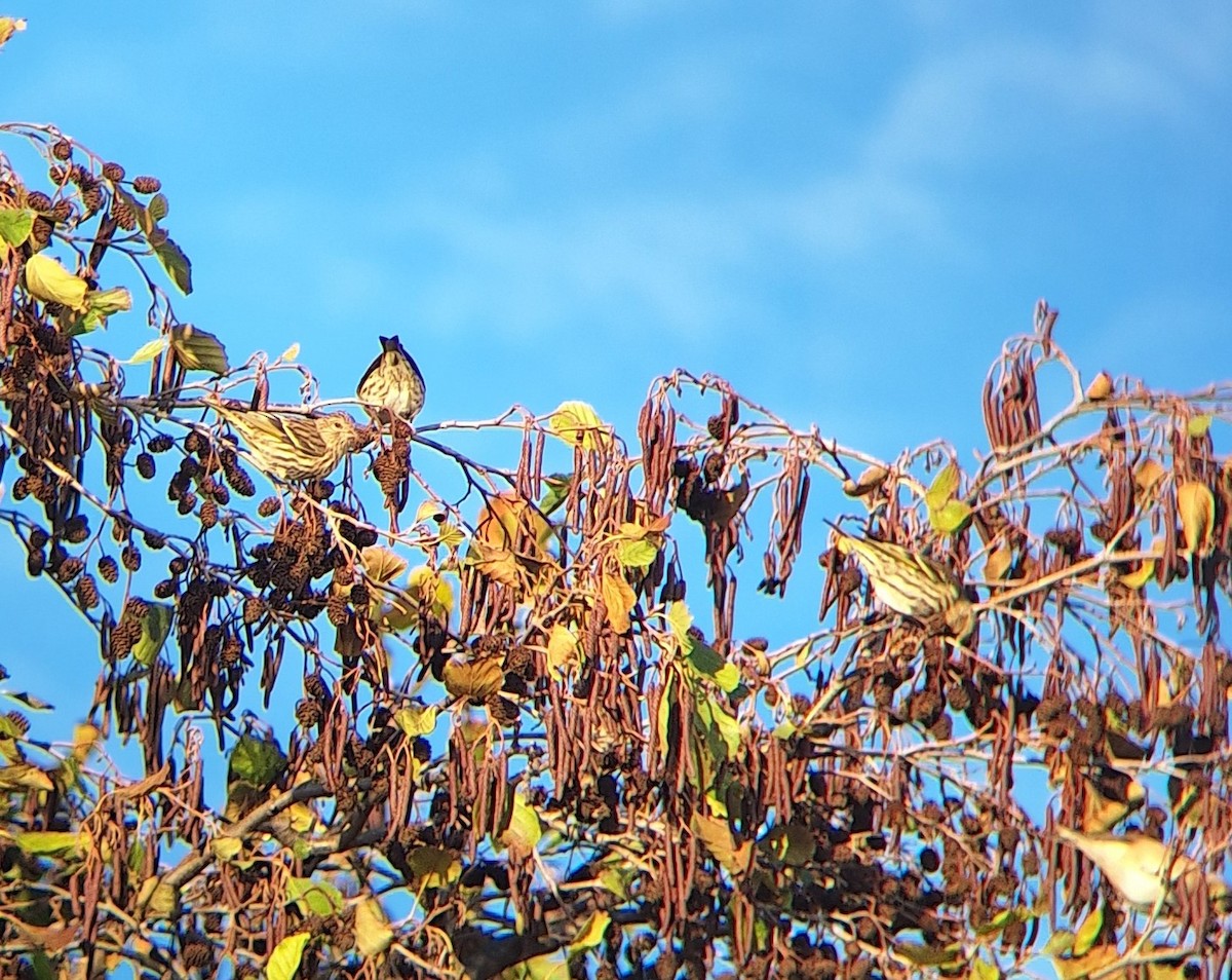 stripesisik - ML645722802