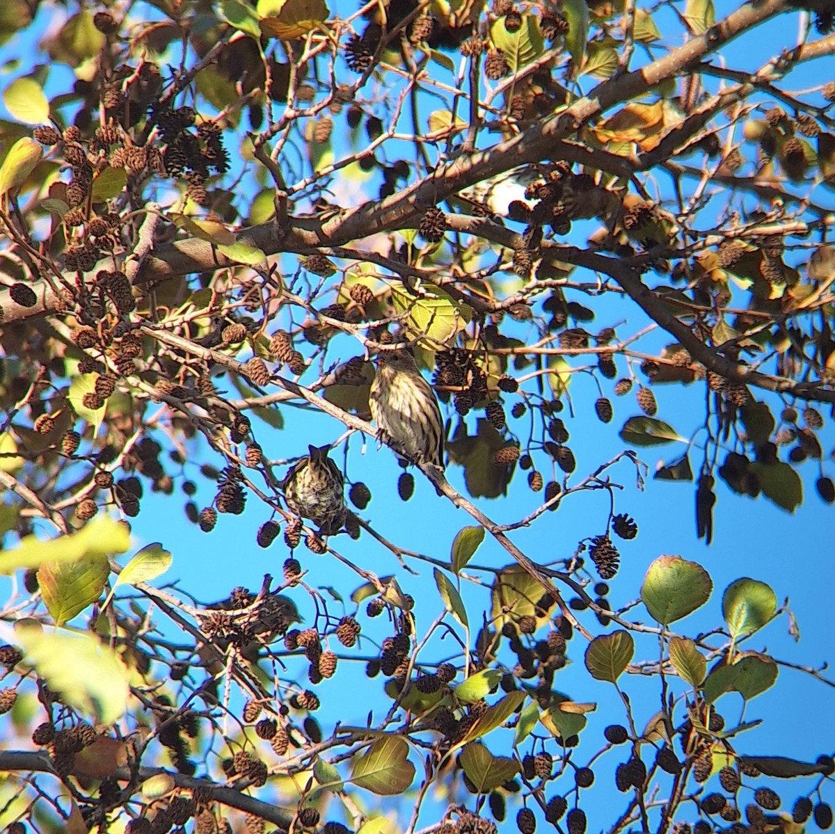 stripesisik - ML645722803