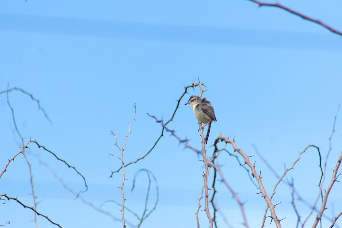 Plain Prinia - ML645722805