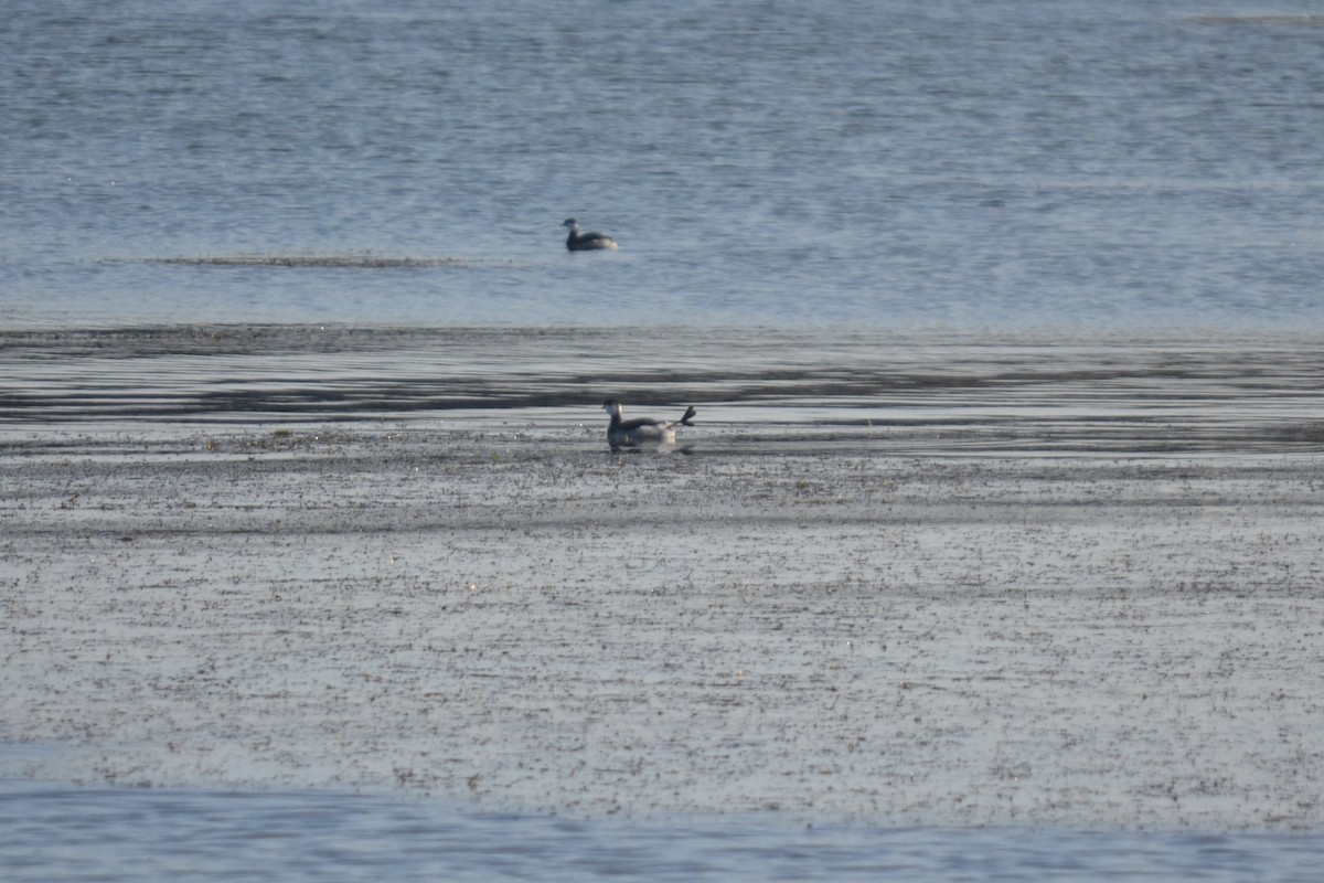 Horned Grebe - ML645722814