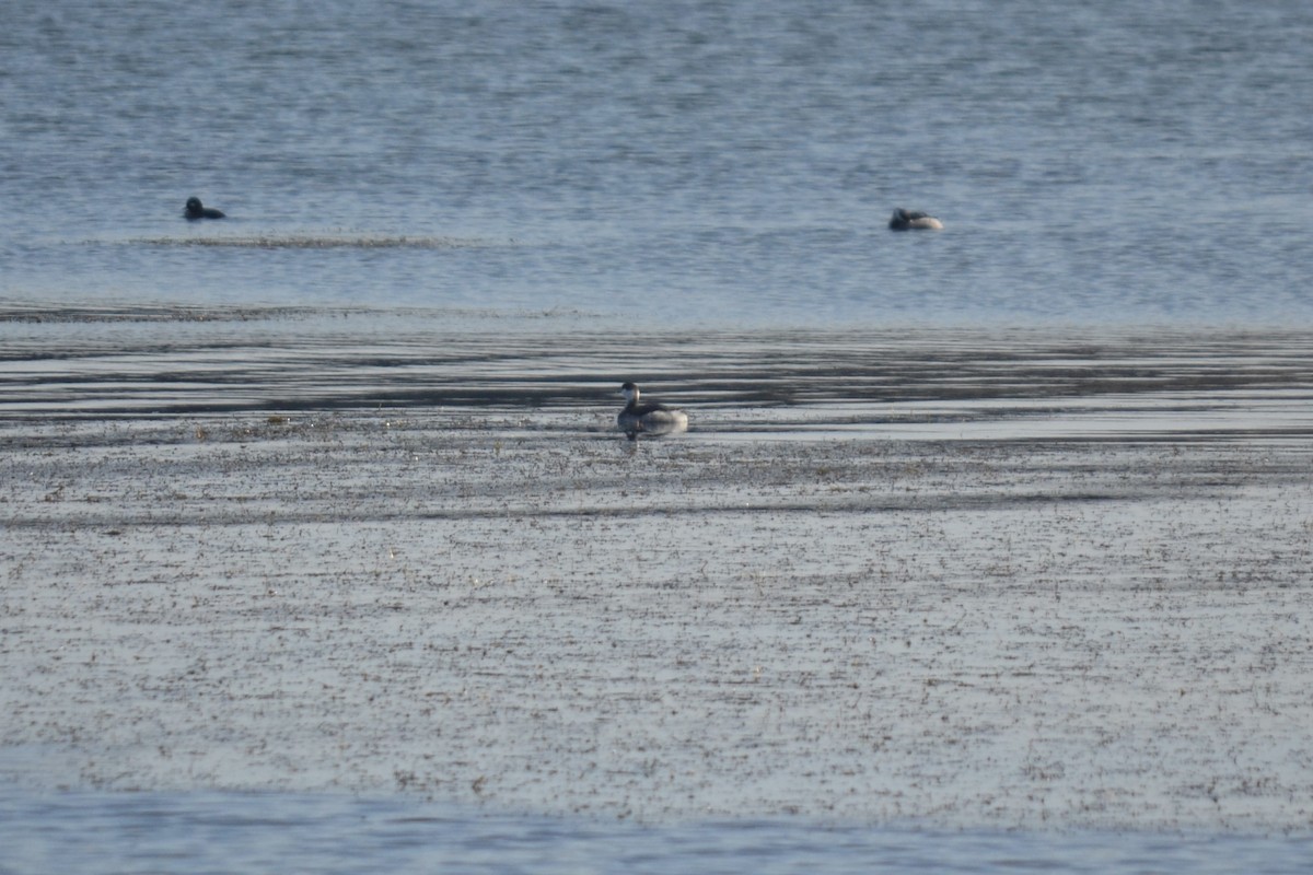 Horned Grebe - ML645722815
