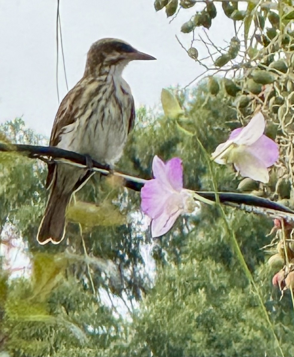 Streaked Flycatcher - ML645722820