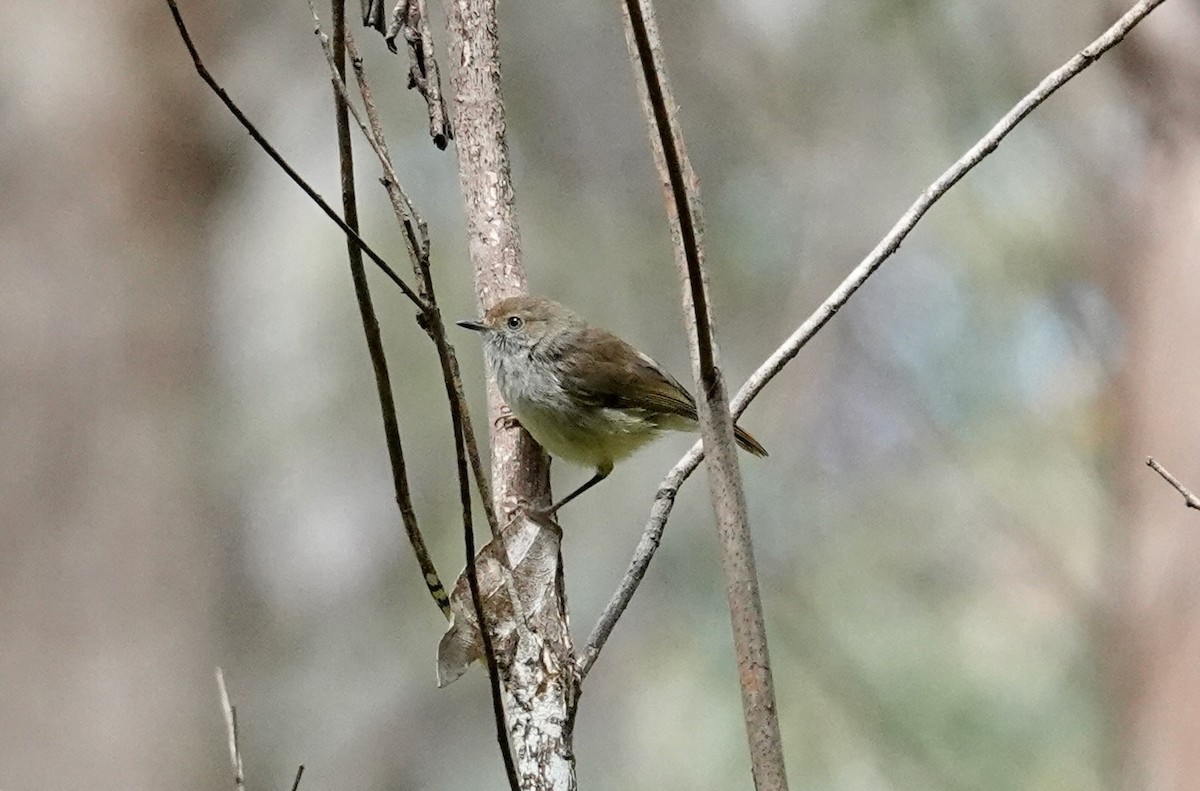 チャイロセンニョムシクイ - ML645722827