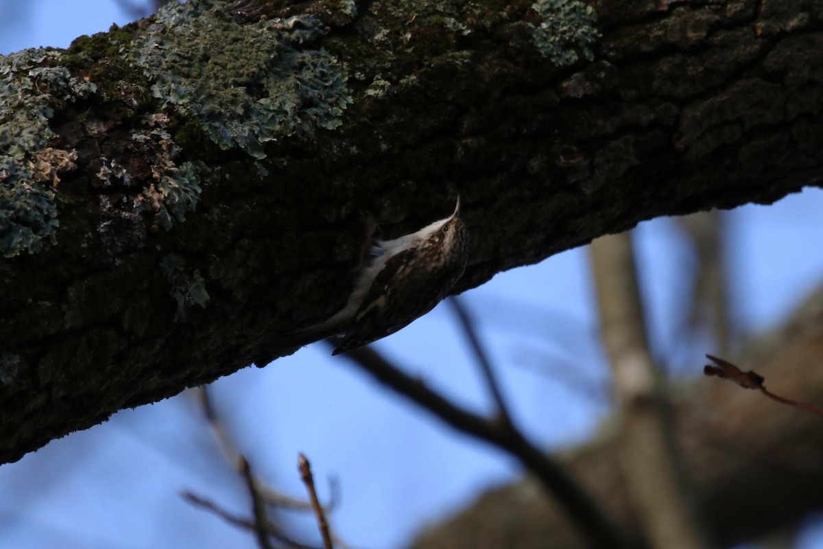 Brown Creeper - ML645722831