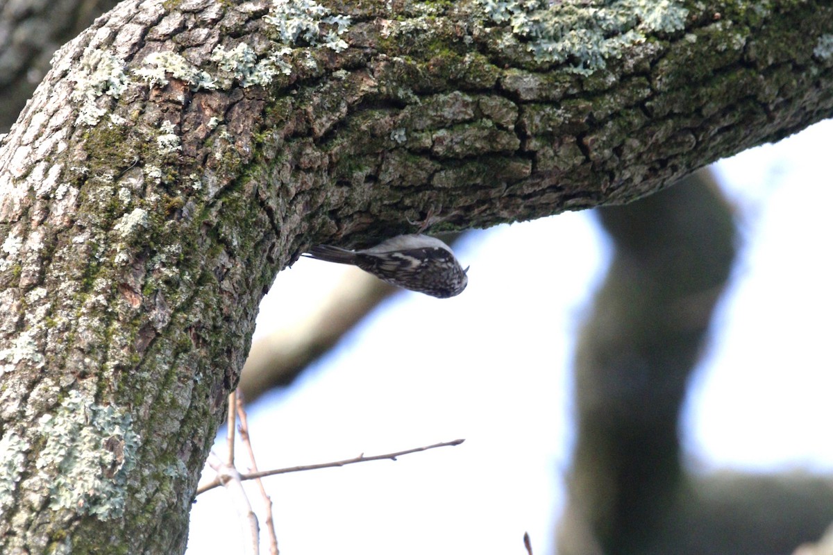Brown Creeper - ML645722832