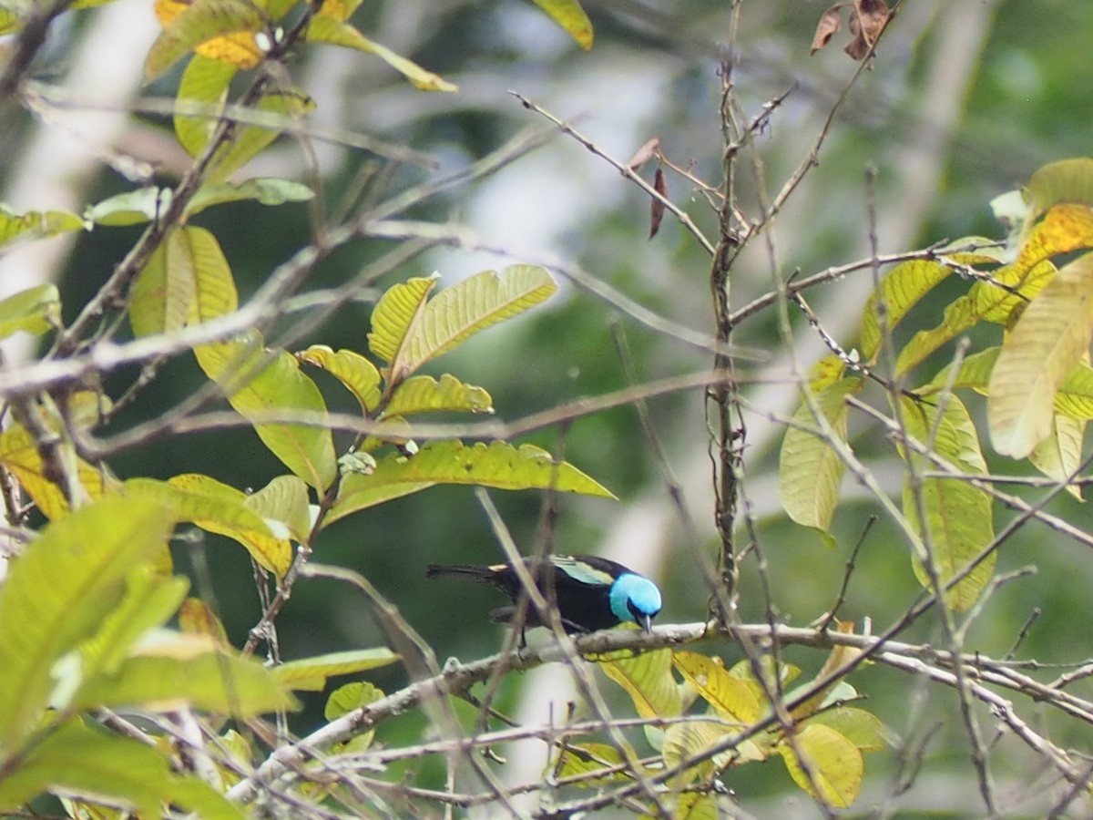 Лазурноголовая танагра - ML645722837