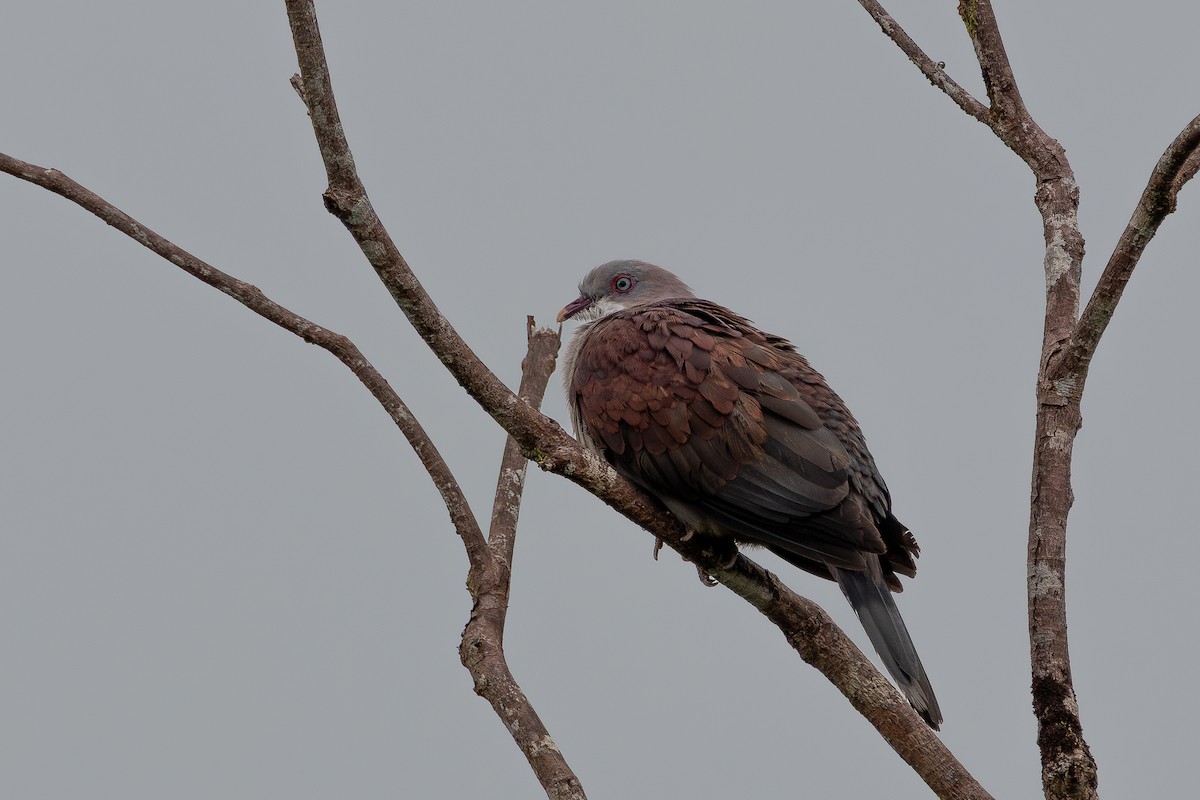 Mountain Imperial-Pigeon - ML645722844