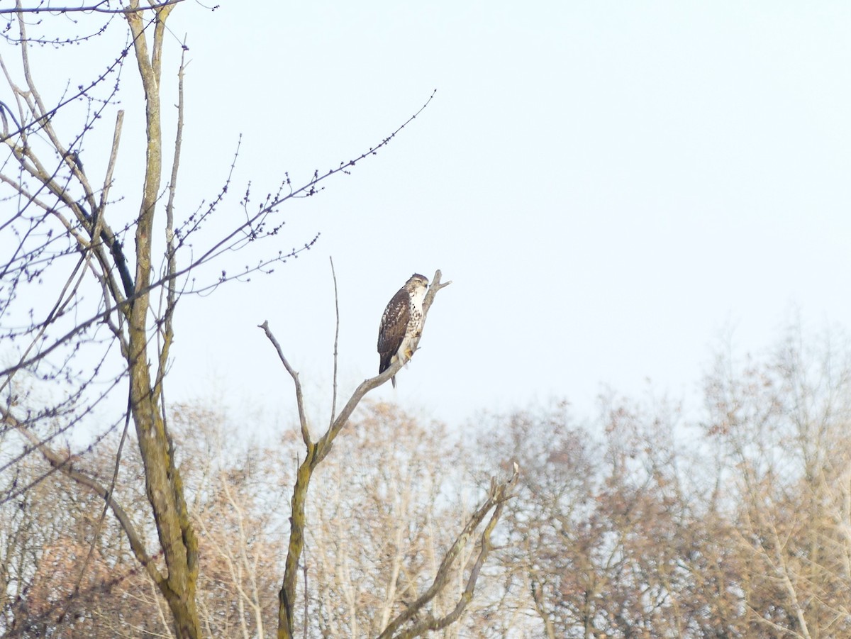 Red-tailed Hawk - ML645722851