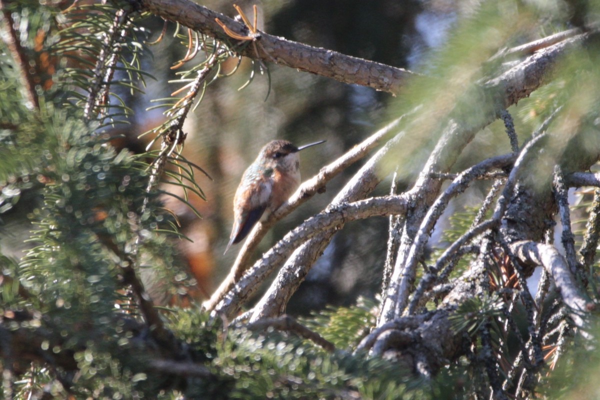 Rufous Hummingbird - ML645722852