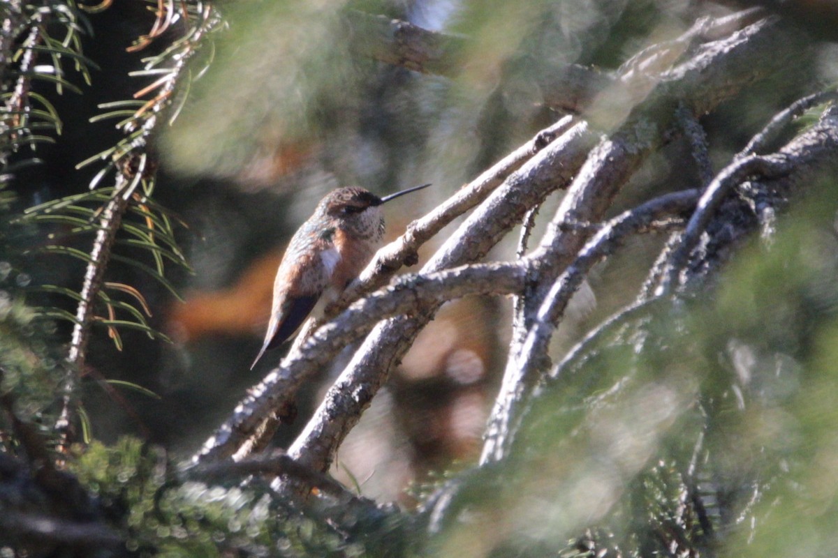 Rufous Hummingbird - ML645722853