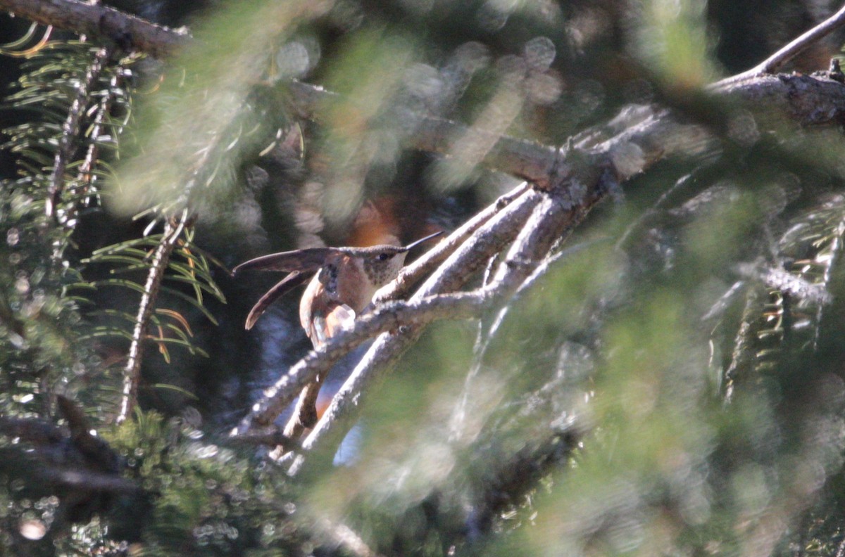 Rufous Hummingbird - ML645722854