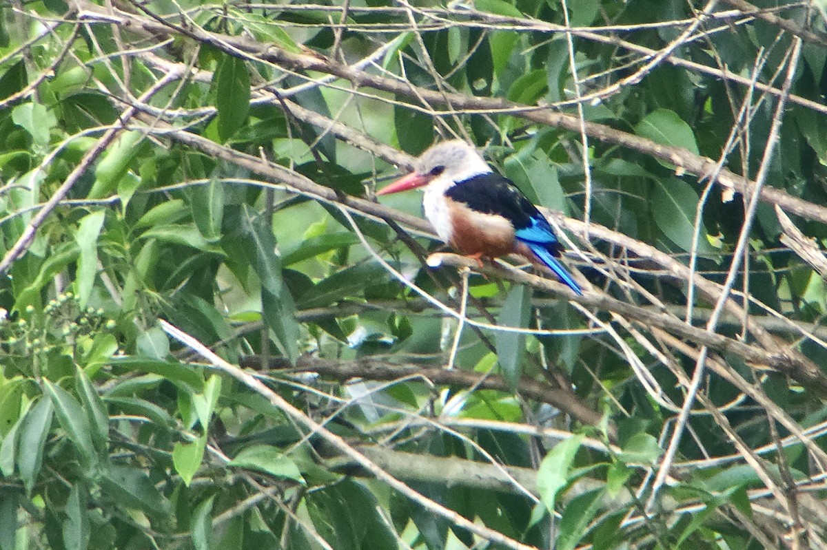 Martin-chasseur à tête grise - ML645722857