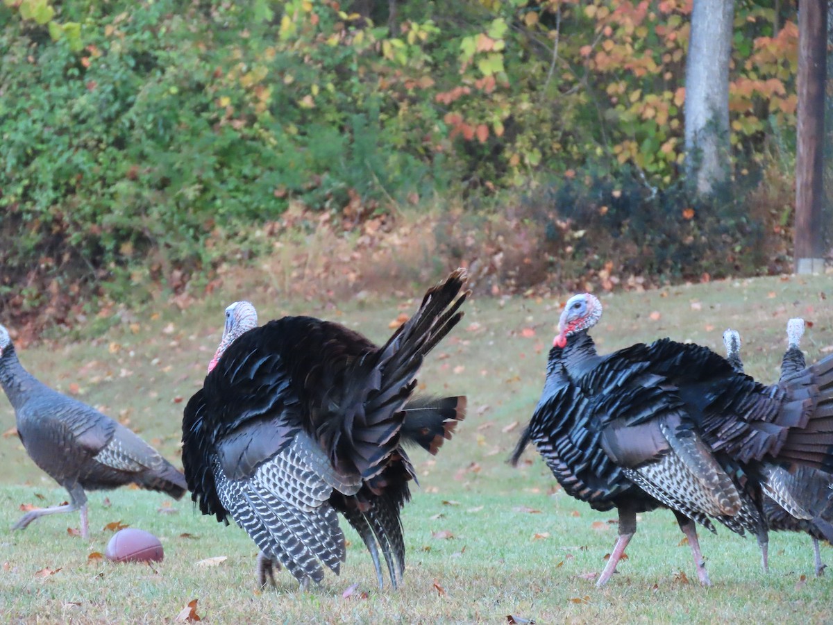 krocan divoký - ML645722858