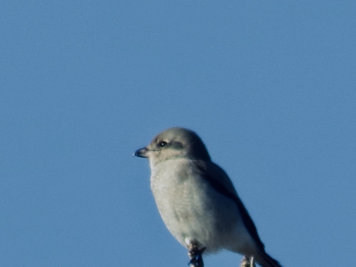 Northern Shrike - ML645722861
