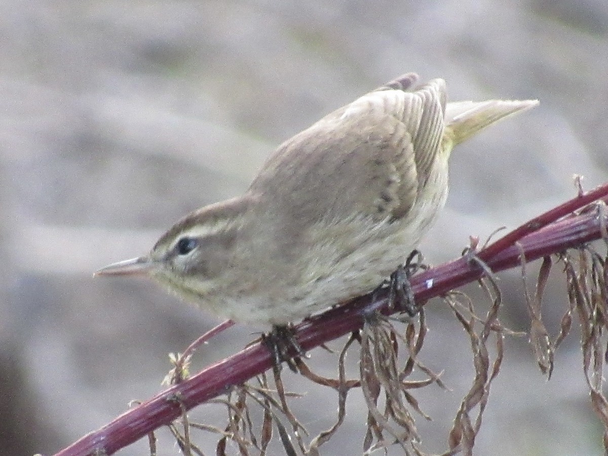 Palm Warbler - ML645722869
