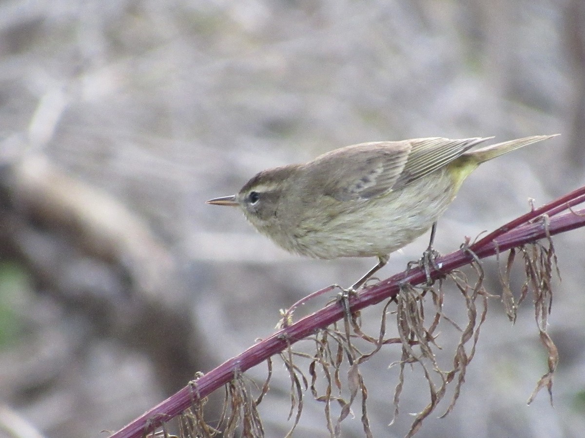 Palm Warbler - ML645722871
