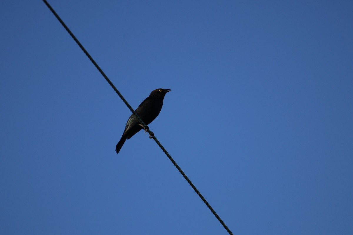 Brewer's Blackbird - ML645722876