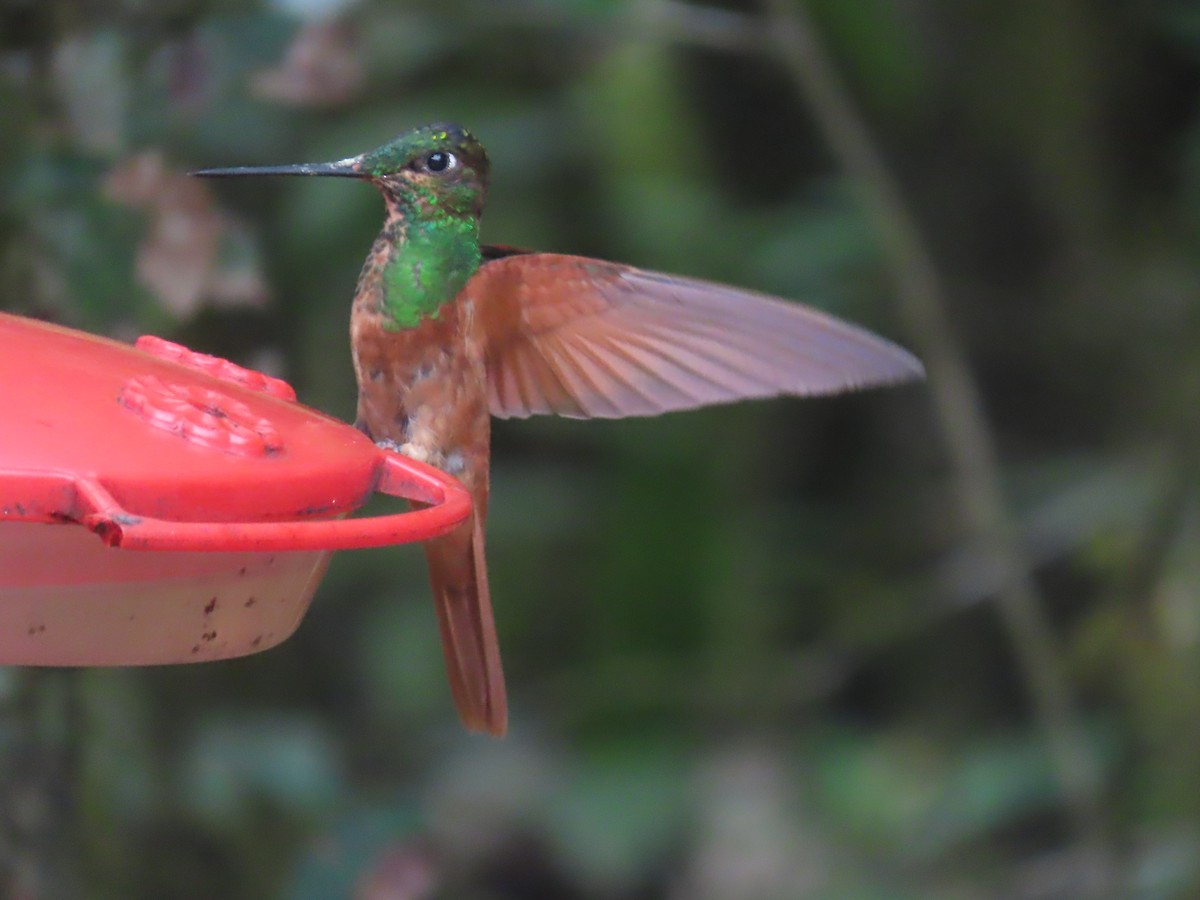 Rainbow Starfrontlet - ML645722877