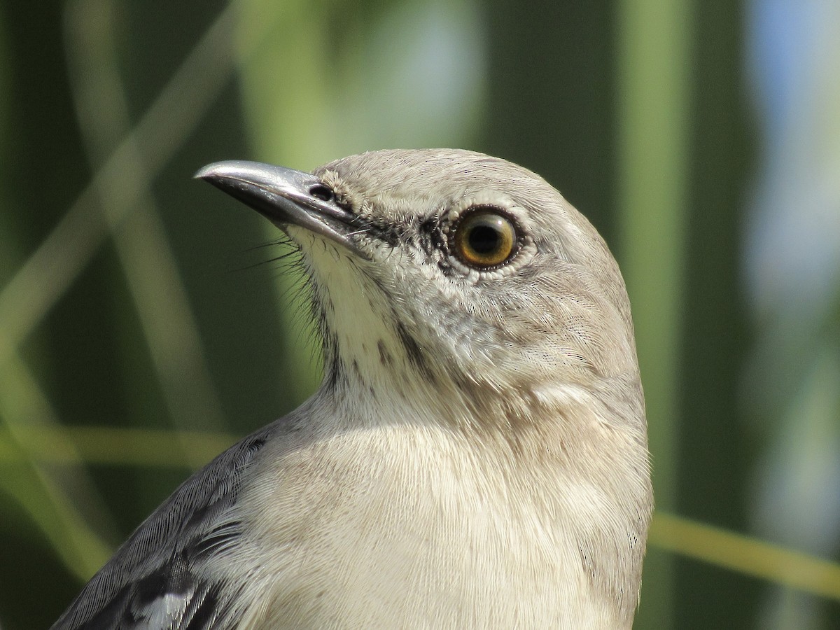 Northern Mockingbird - ML645722881