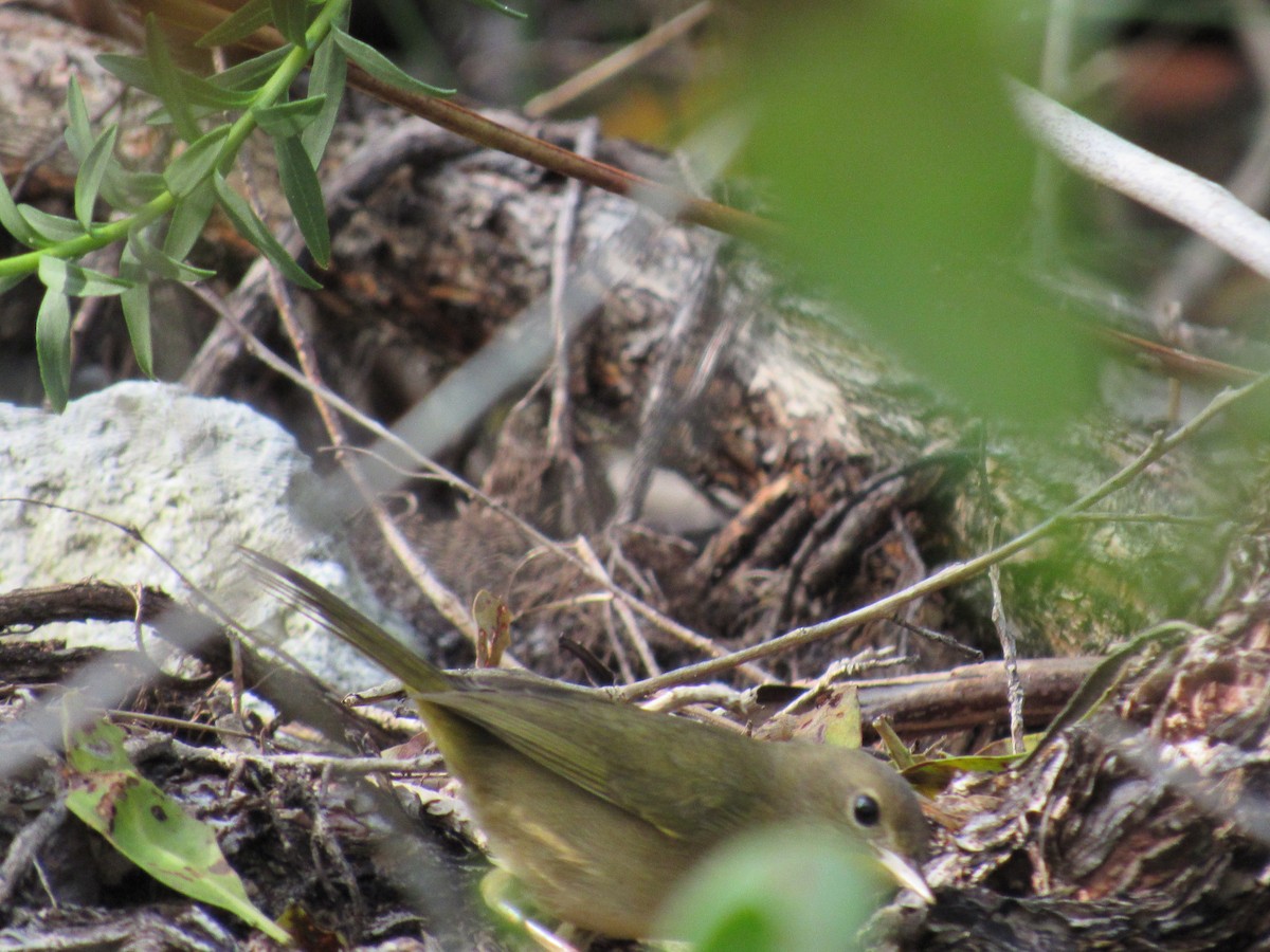 Common Yellowthroat - ML645722884