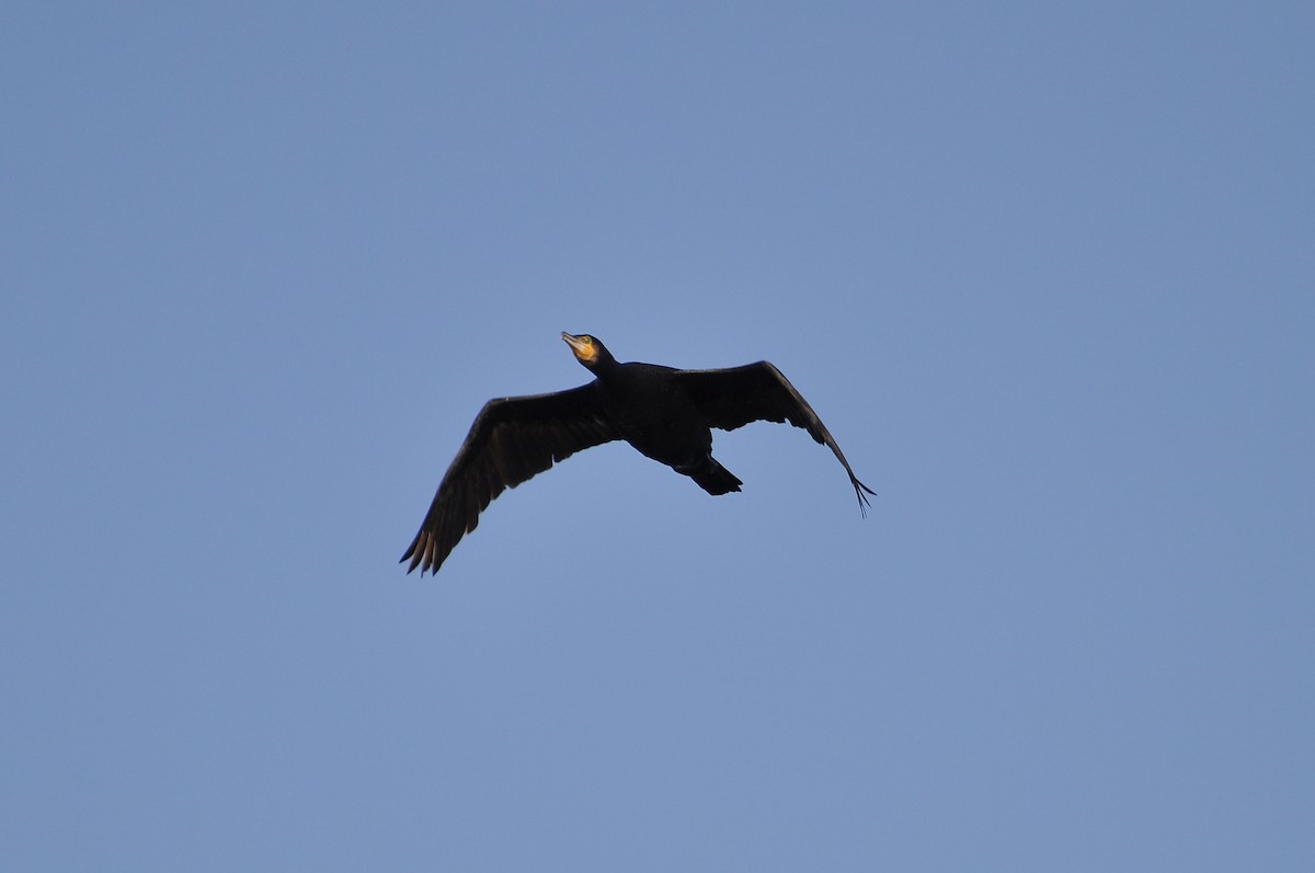 Great Cormorant - ML645722885