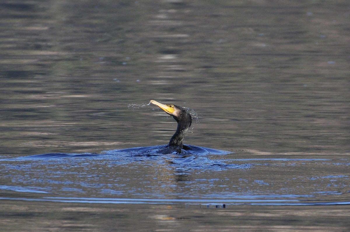 Great Cormorant - ML645722886