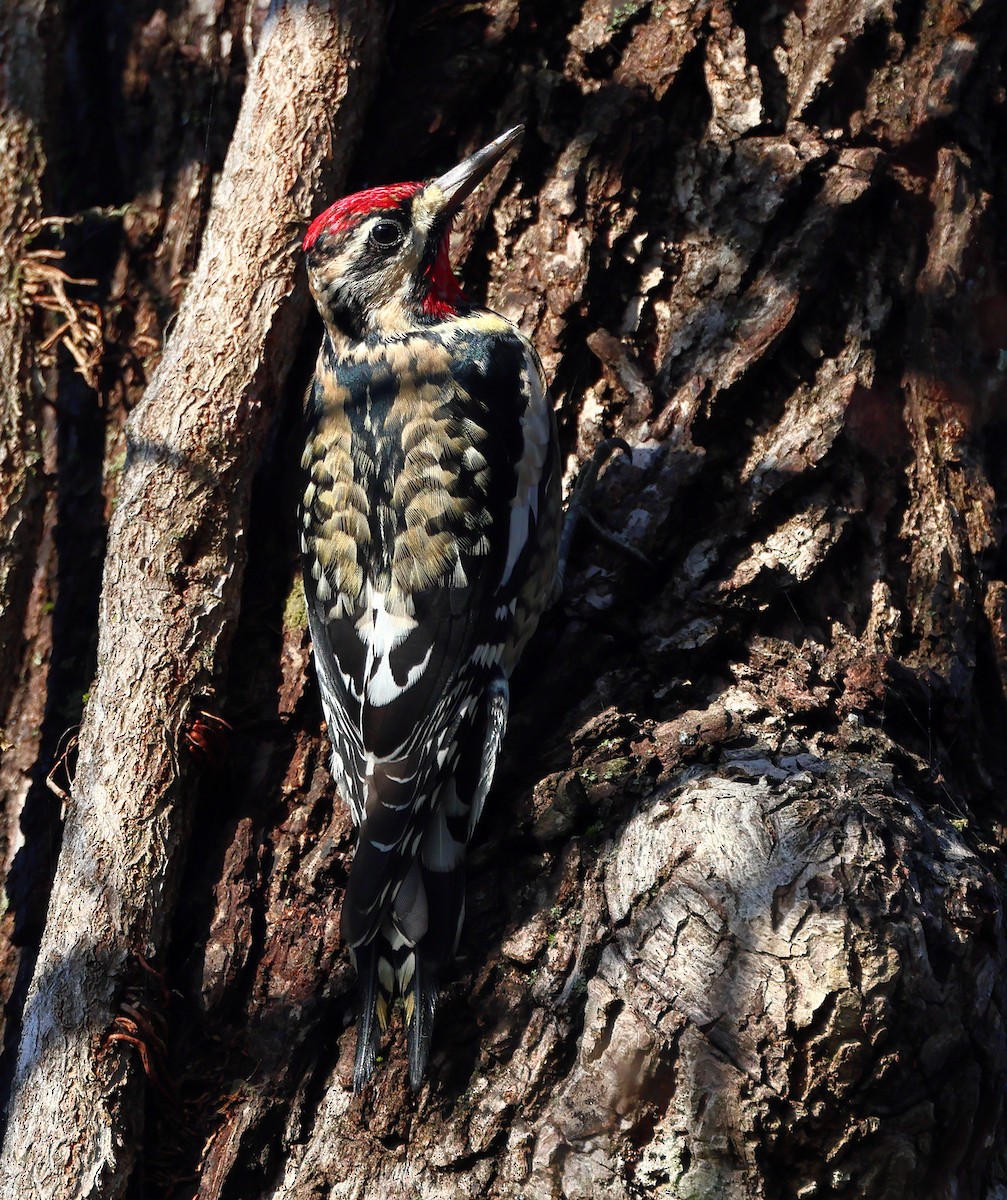 Yellow-bellied Sapsucker - ML645722889