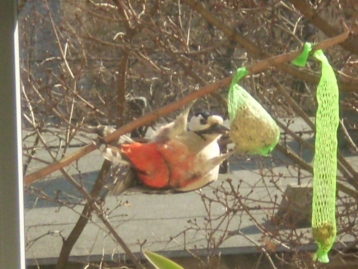 Great Spotted Woodpecker - ML645722891