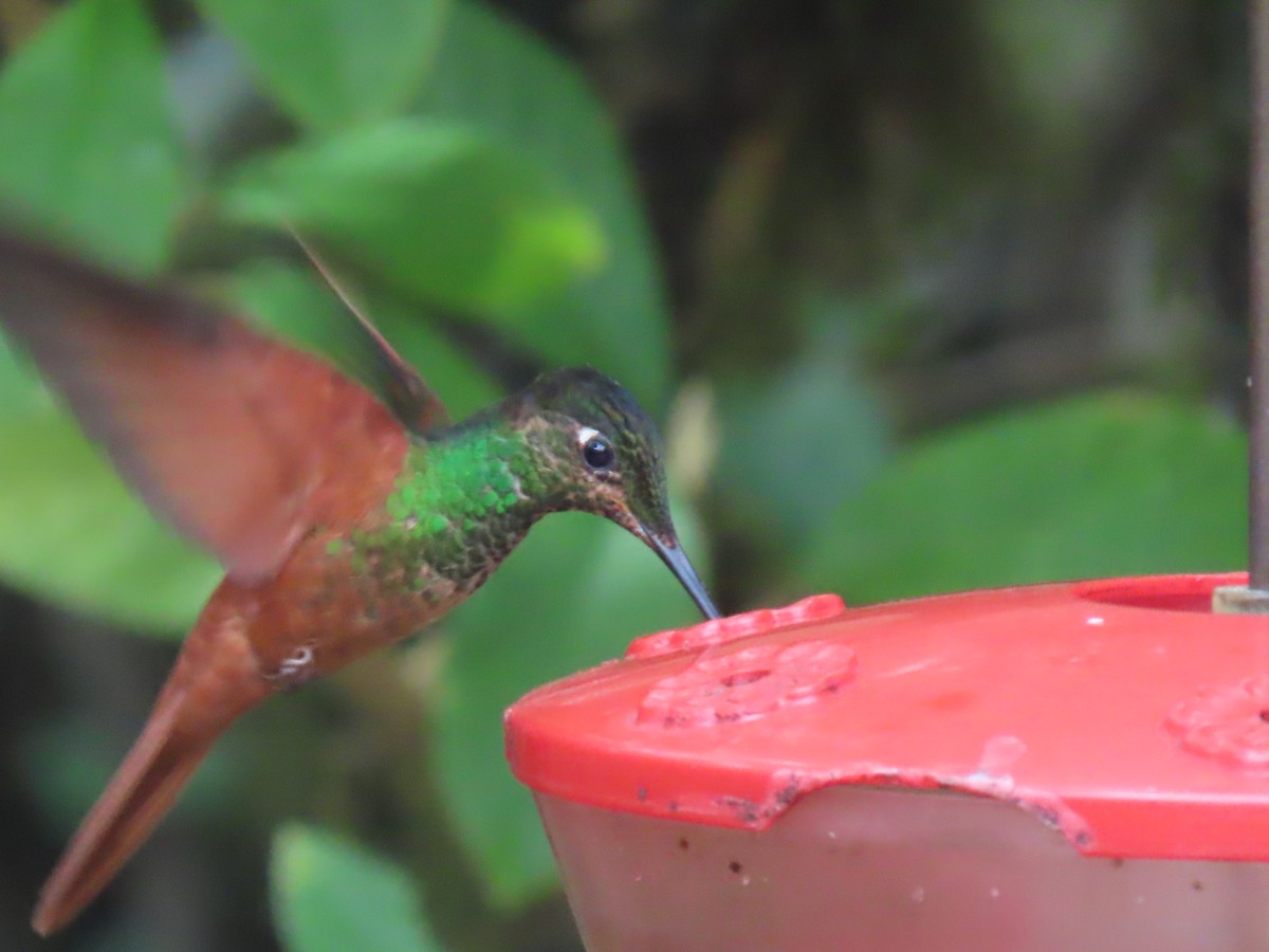 Rainbow Starfrontlet - ML645722892