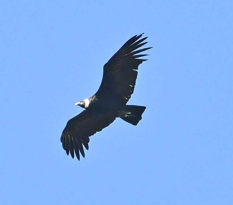 Andean Condor - ML645722893