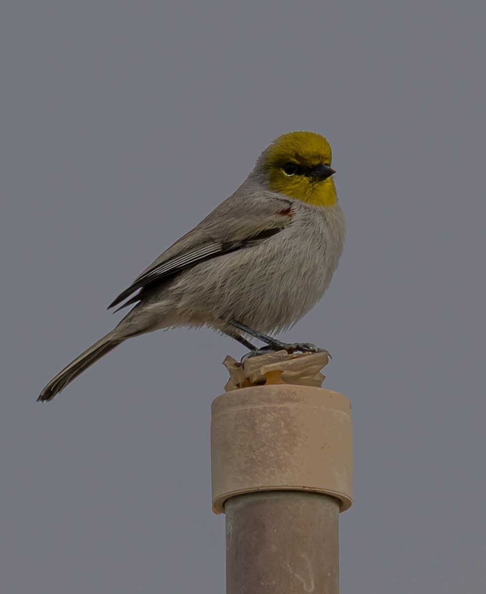 Verdin - ML645722894