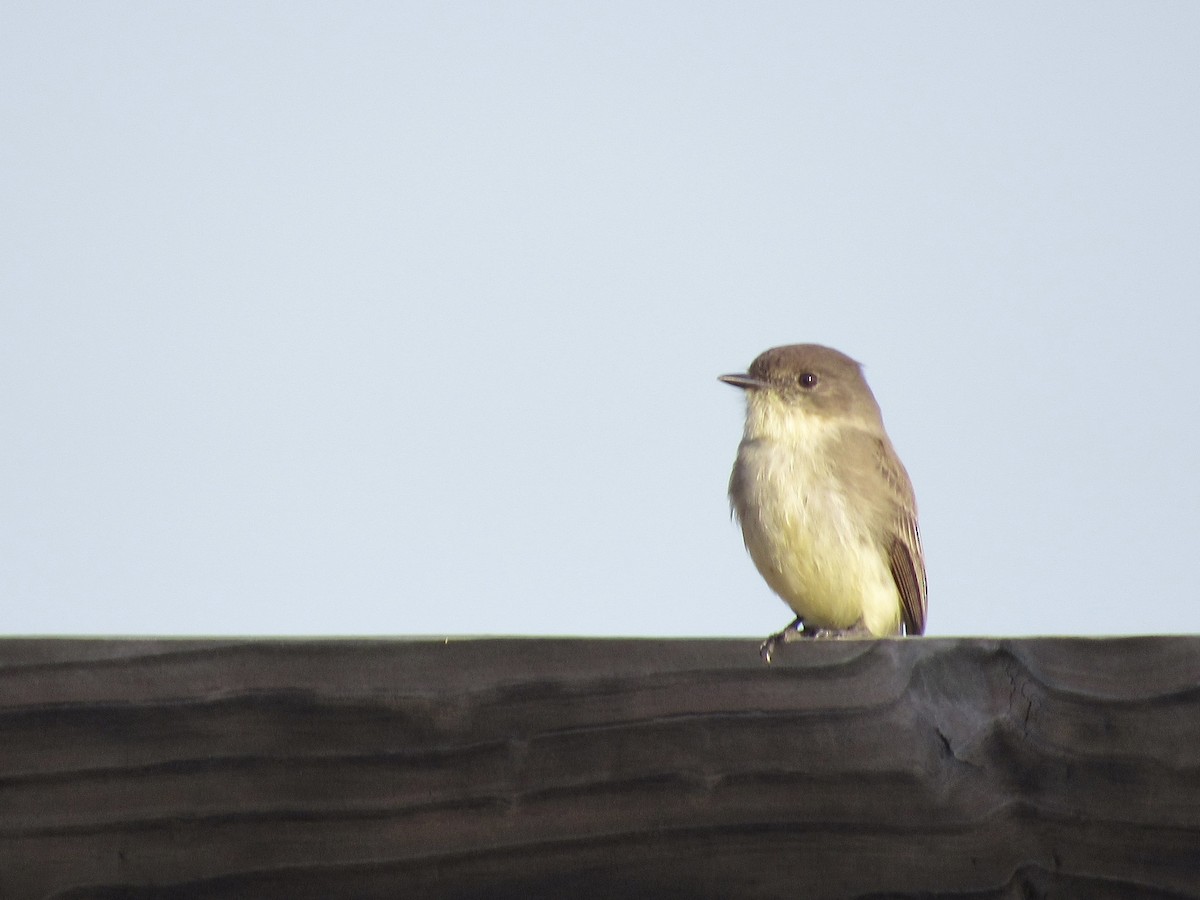 Eastern Phoebe - ML645722897