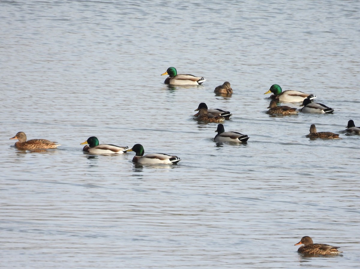 Mallard - ML645722898