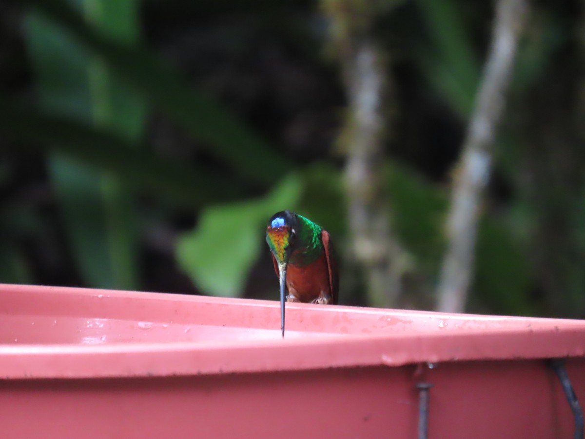 Rainbow Starfrontlet - ML645722899