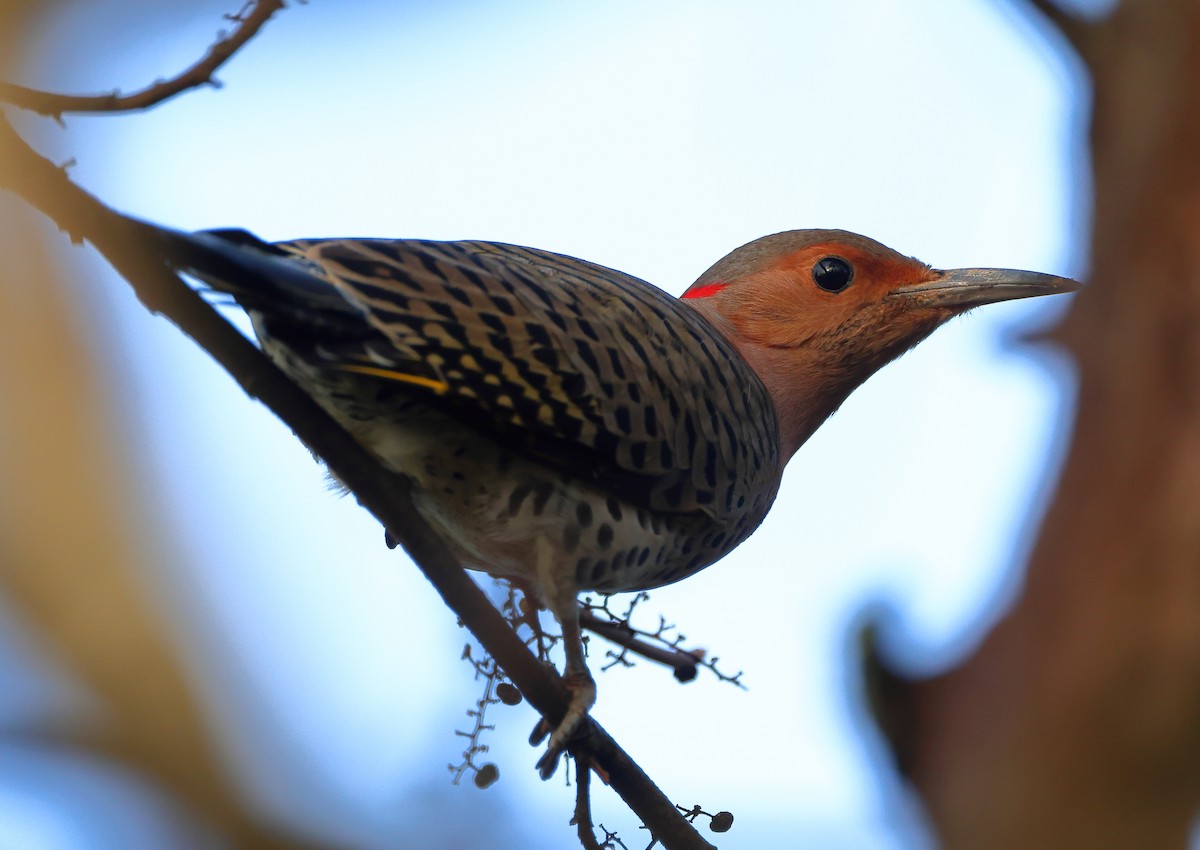 Northern Flicker - ML645722903