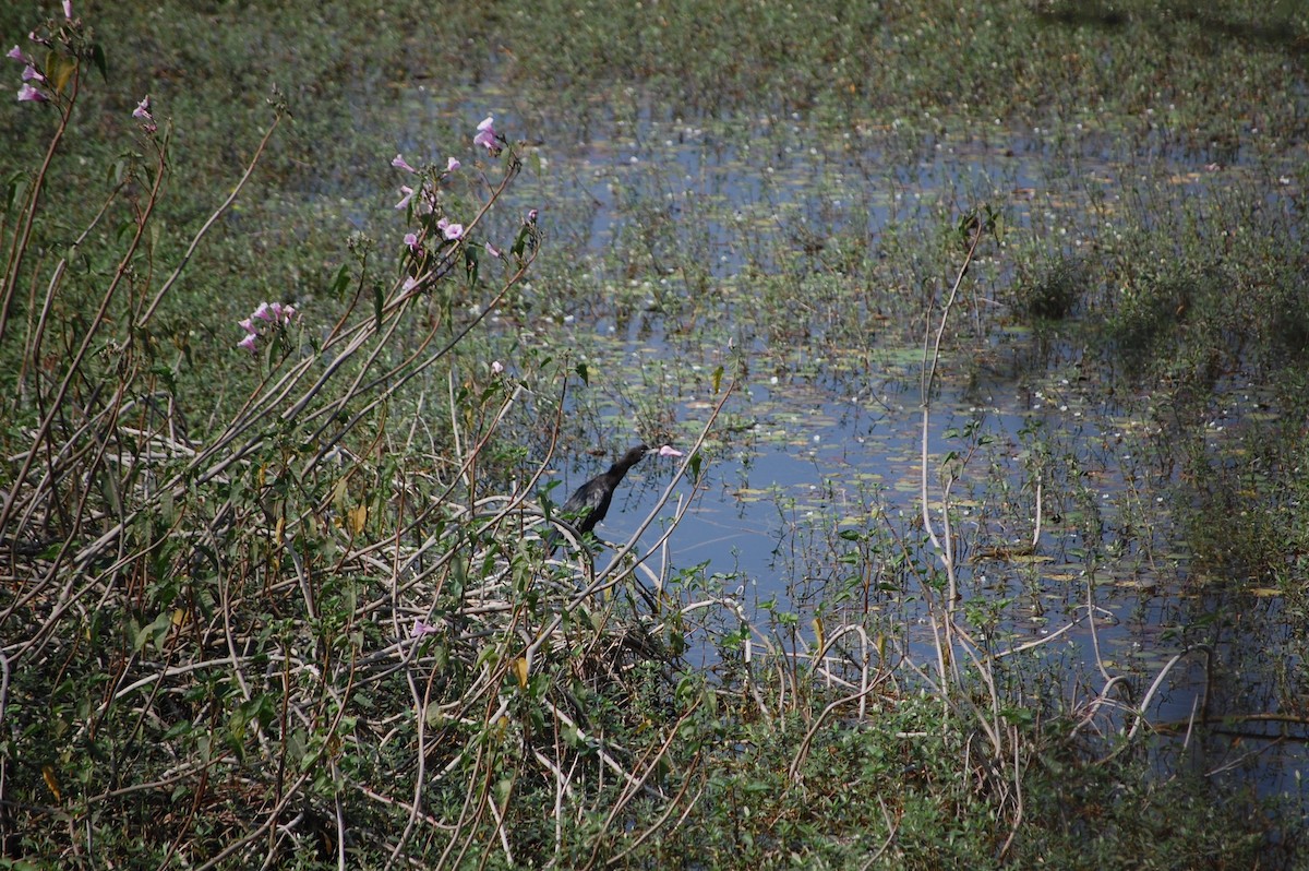 Little Cormorant - ML645722904