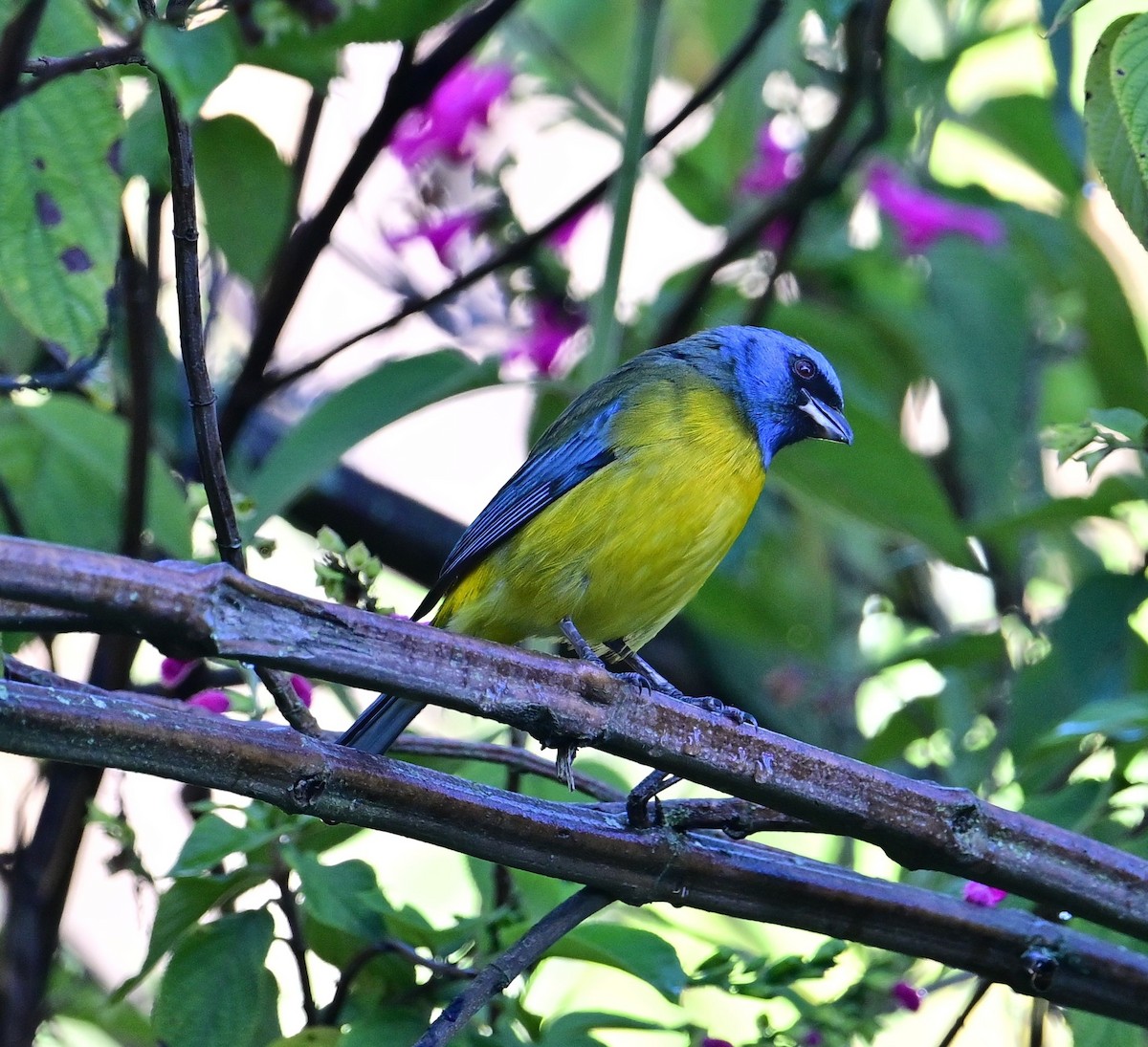 Blue-and-yellow Tanager - ML645722910