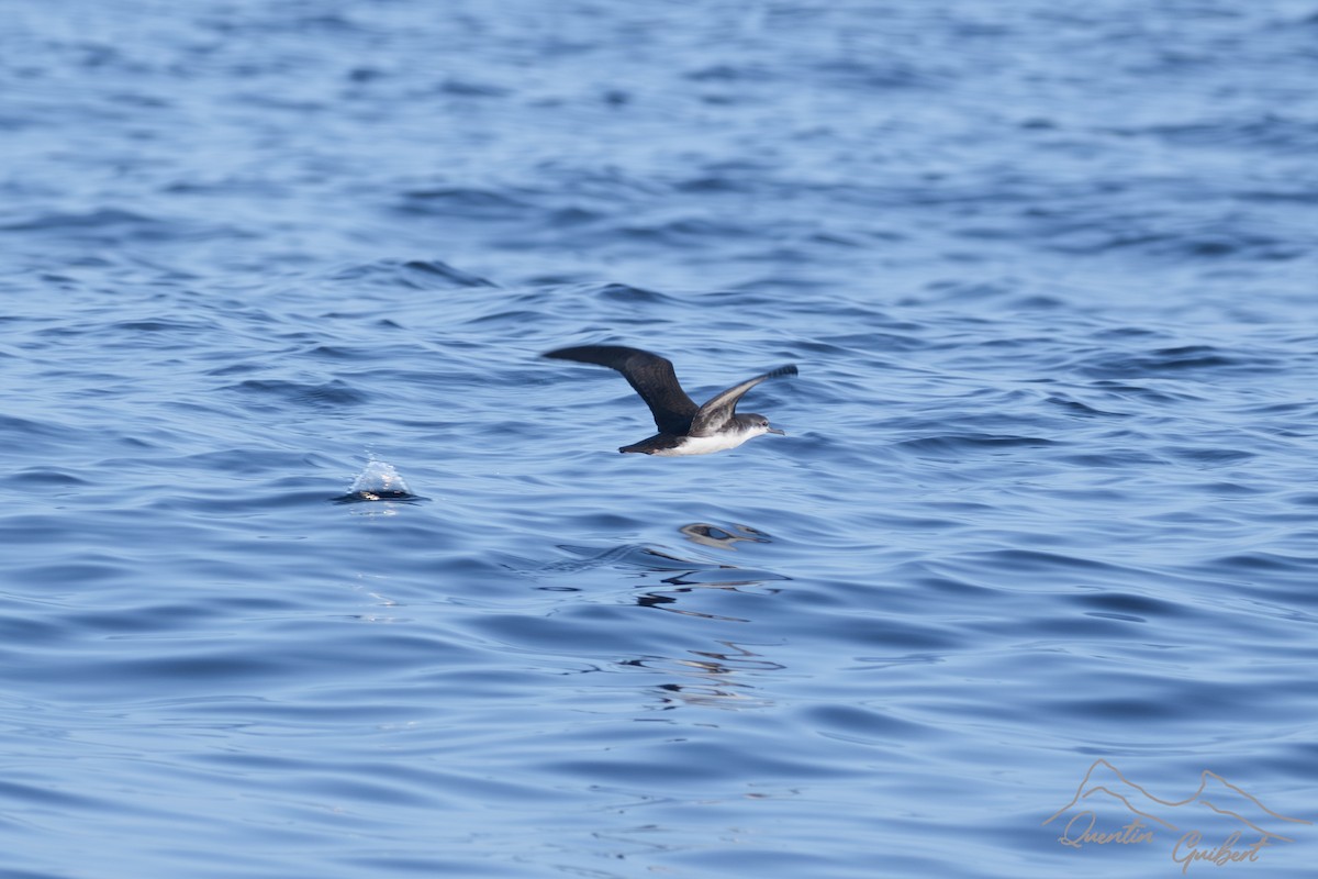 Persian Shearwater - ML645722912
