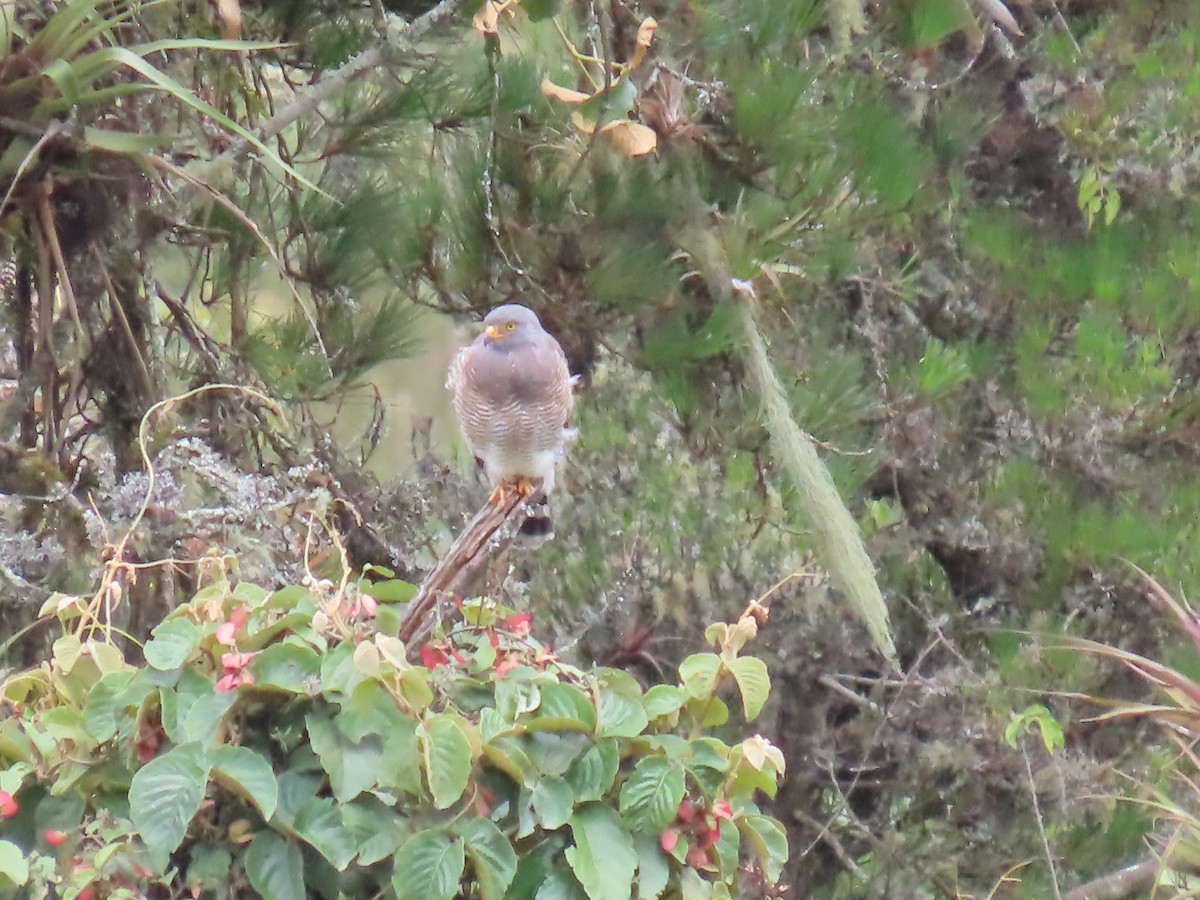 káně krahujová - ML645722923