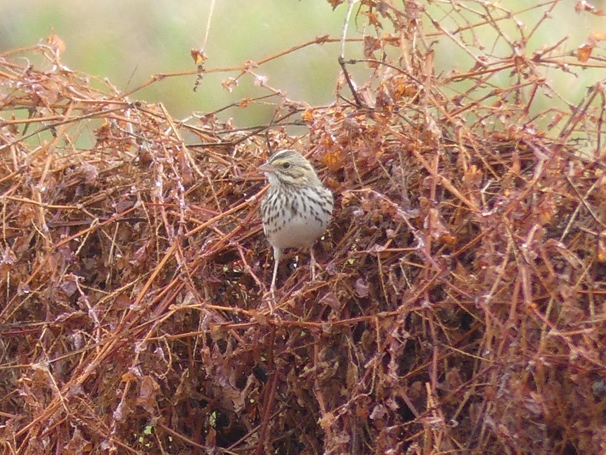 Savannah Sparrow - ML645722930